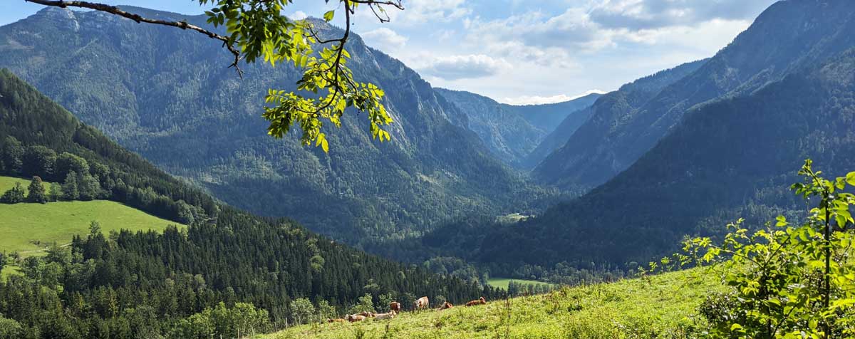 alpine nature in summer